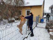 Finał zbiórki karmy dla zwierząt w schronisku "Arka"